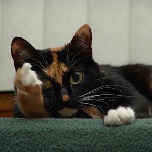 Meet your Posher, Cates